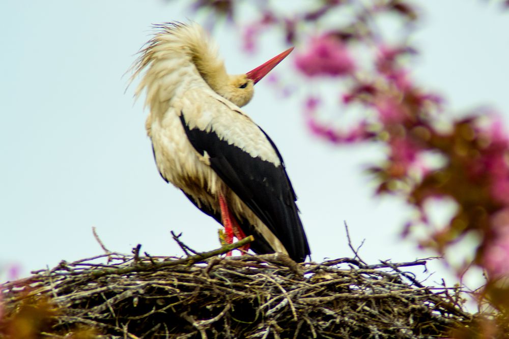 Storch im Mittelburgenland