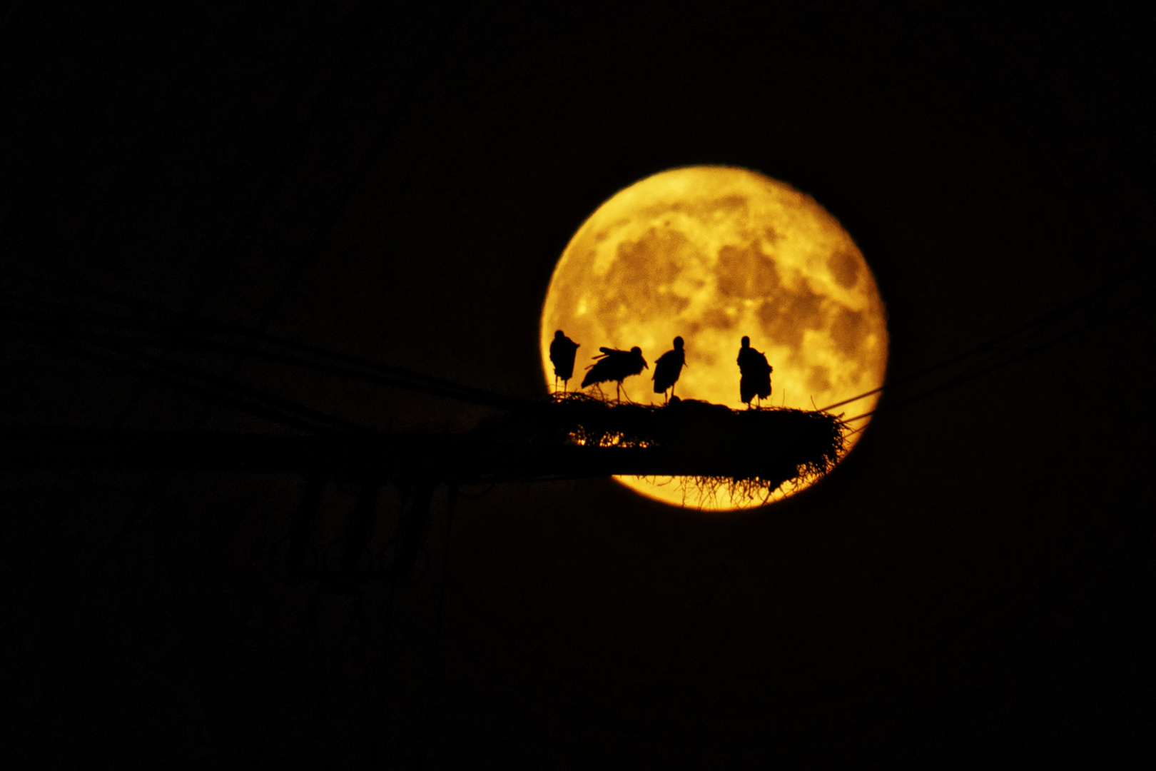 Storch im Mond