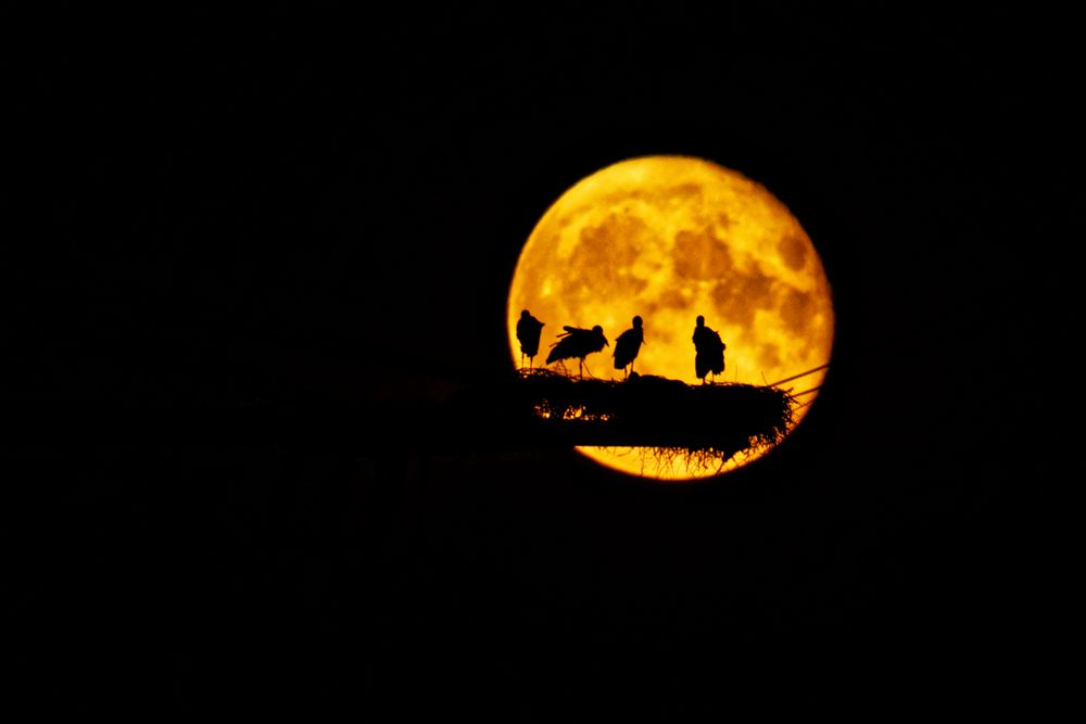 Storch im Mond