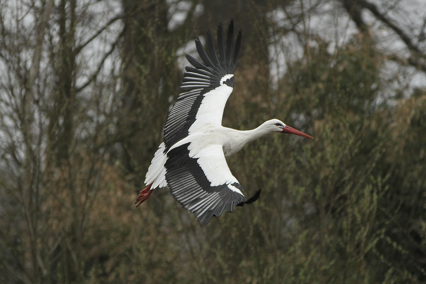 Storch im Naturzoo Rheine 2