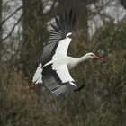 Storch im Naturzoo Rheine 2