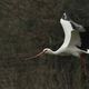 Storch im Naturzoo Rheine