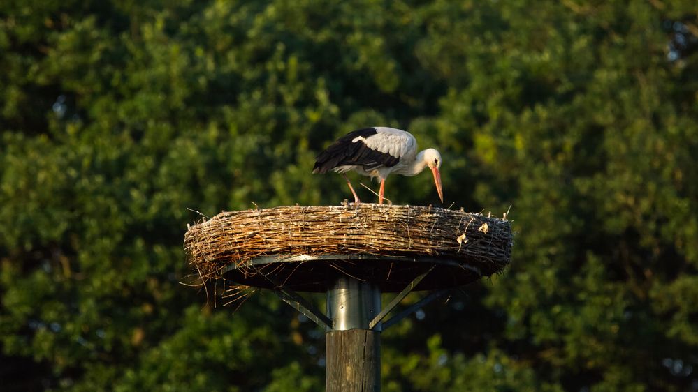 *** Storch im Nest ***