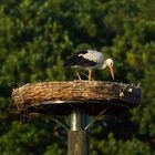 *** Storch im Nest ***