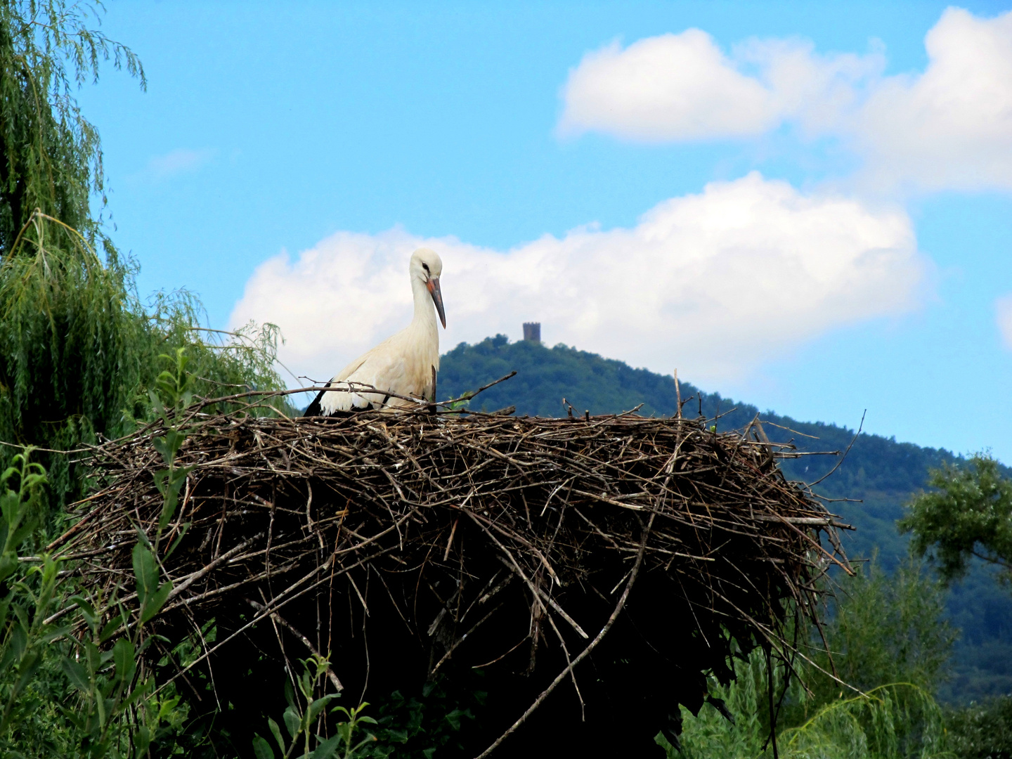 Storch im Nest