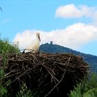 Storch im Nest