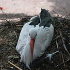 Storch im Nest