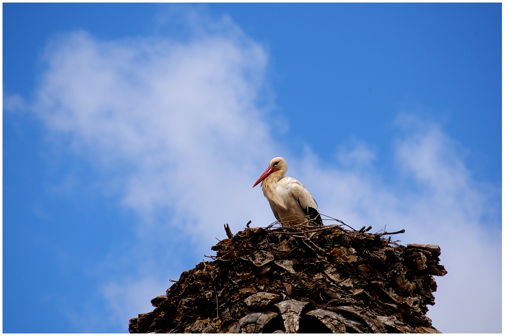 Storch im Nest