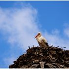 Storch im Nest