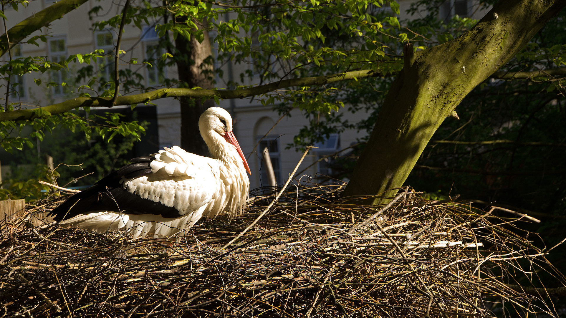 Storch im Nest