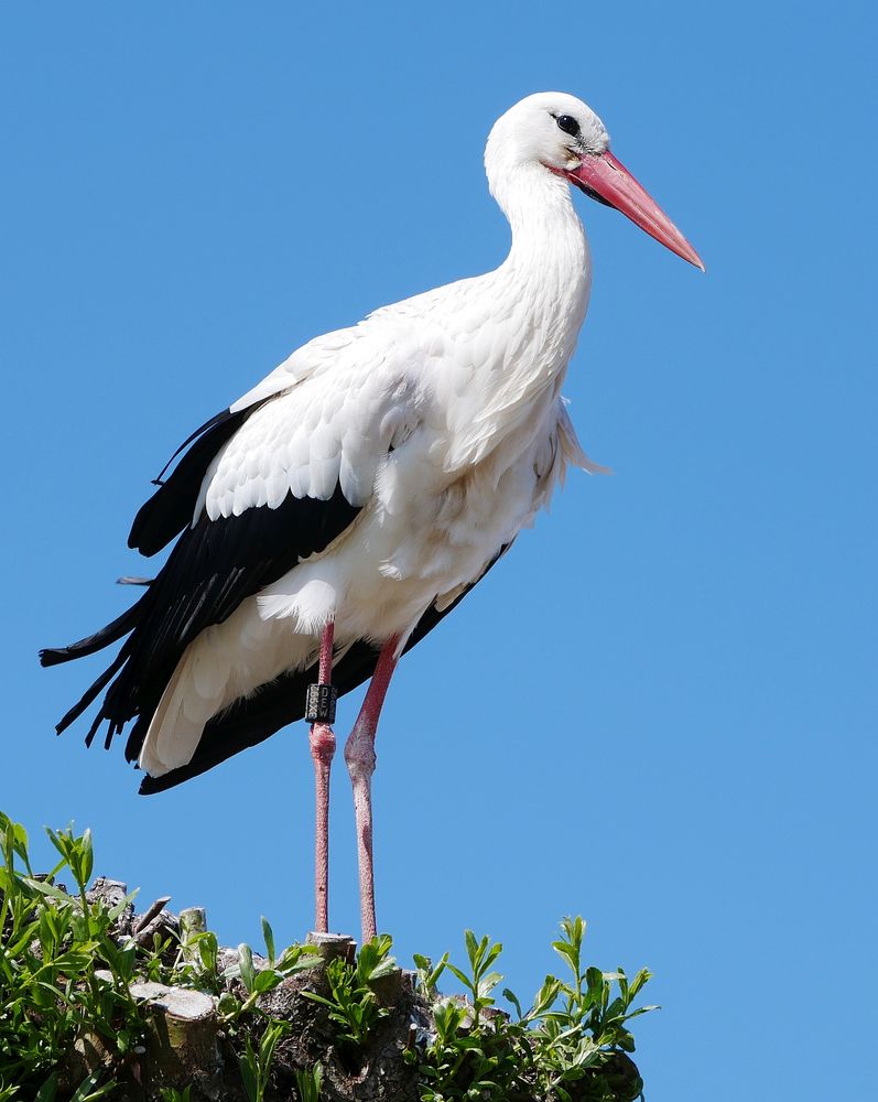 Storch im Nest