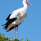 Storch im Nest