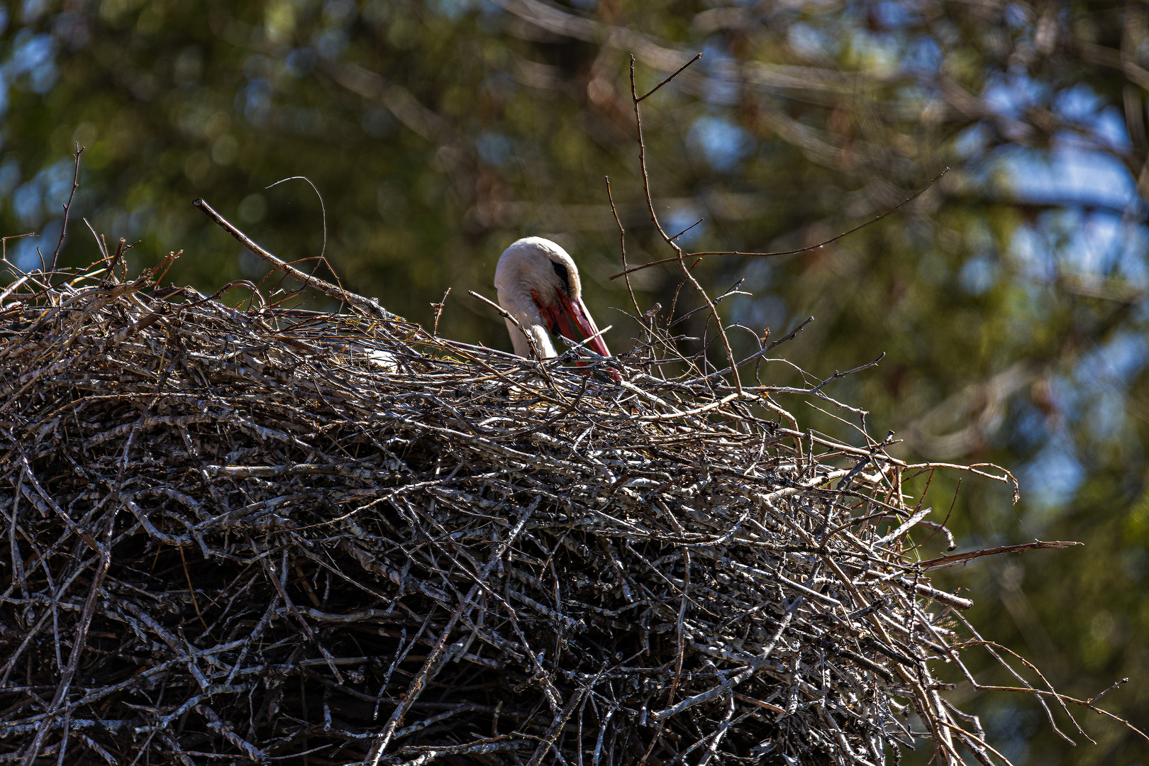 Storch im Nest