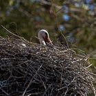 Storch im Nest