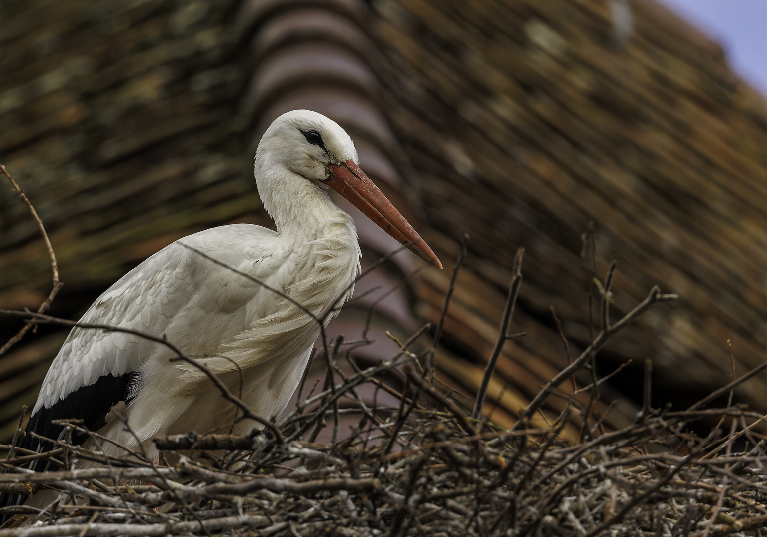 Storch im Nest