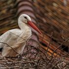 Storch im Nest