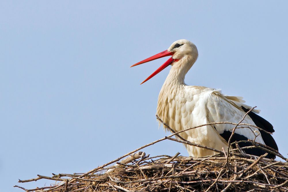 Storch im Nest