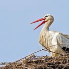 Storch im Nest