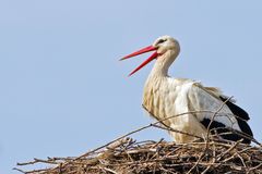 Storch im Nest