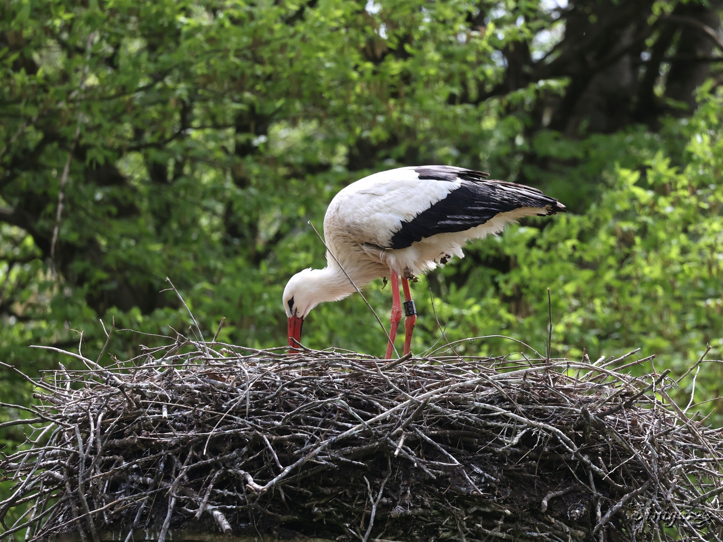 Storch im Nest