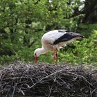 Storch im Nest