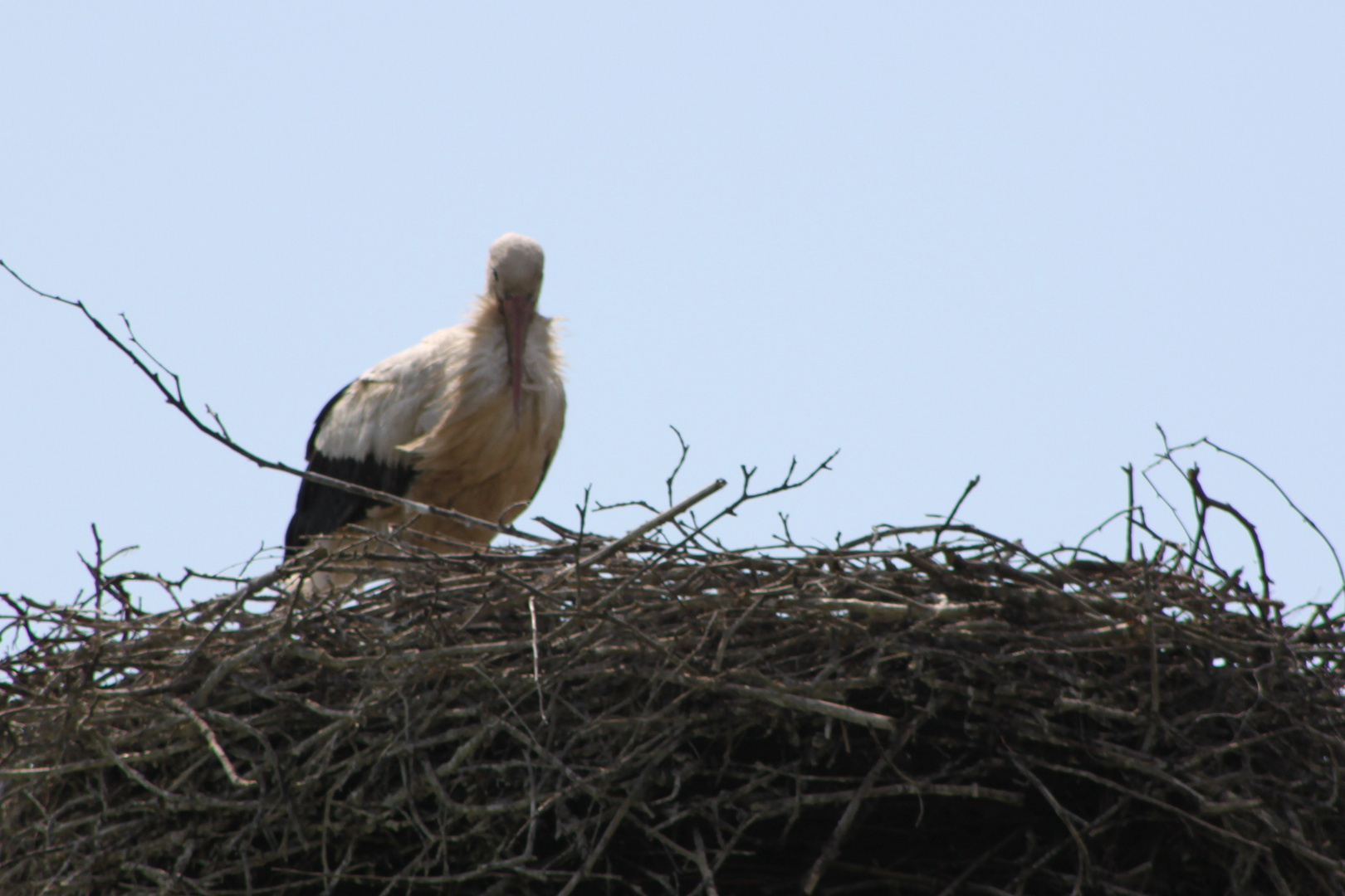 Storch im Nest