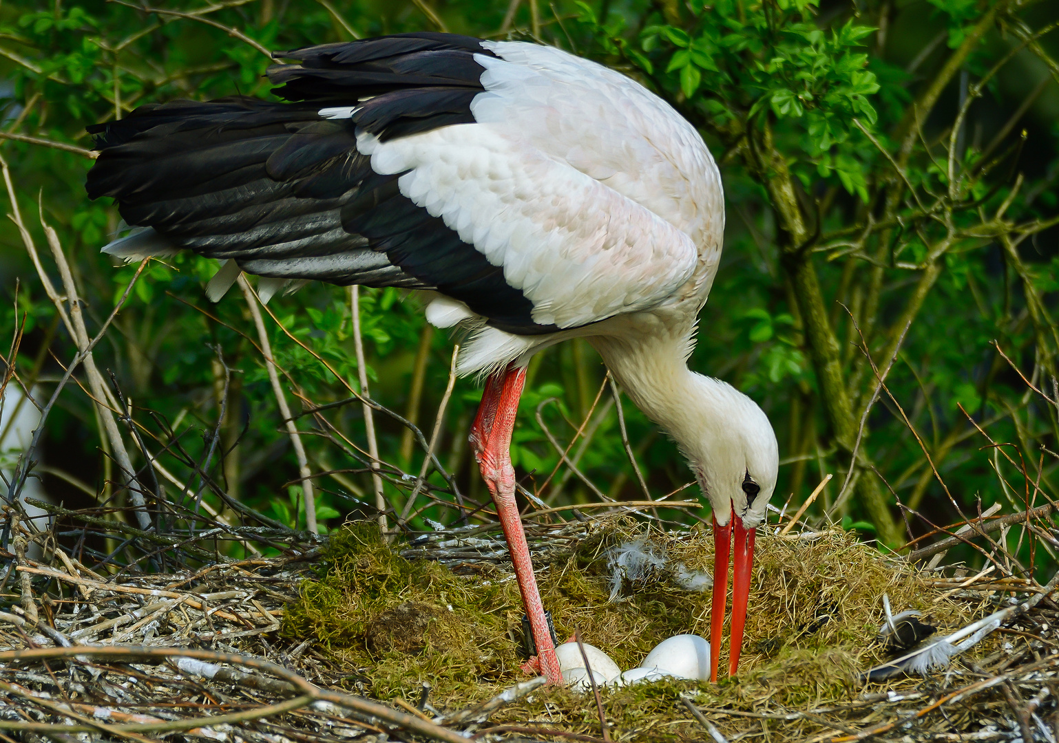 Storch-im-Nest