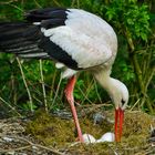 Storch-im-Nest