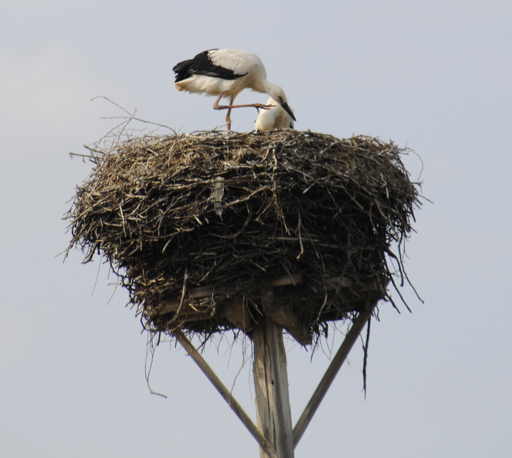 Storch im Nest