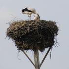 Storch im Nest