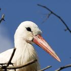 Storch im Nest ...