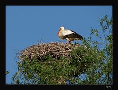 Storch im Nest !