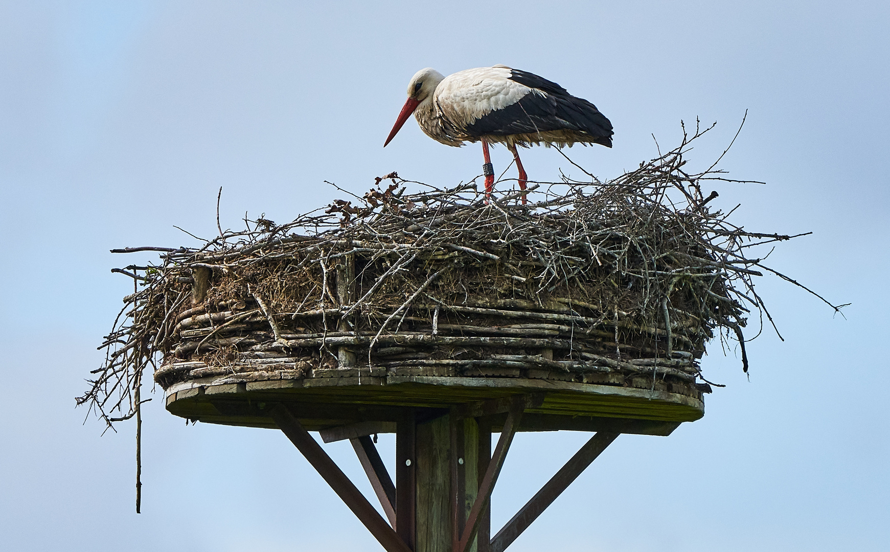 Storch im Nest