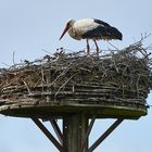 Storch im Nest