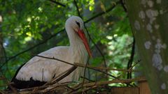 Storch im Nest