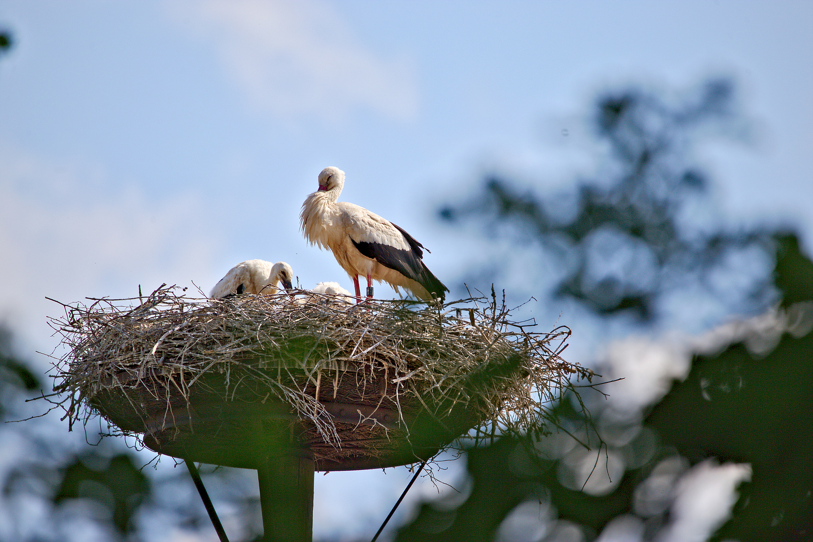 Storch im Nest