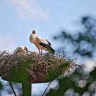 Storch im Nest