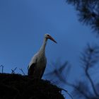 Storch im Nest