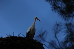 Storch im Nest