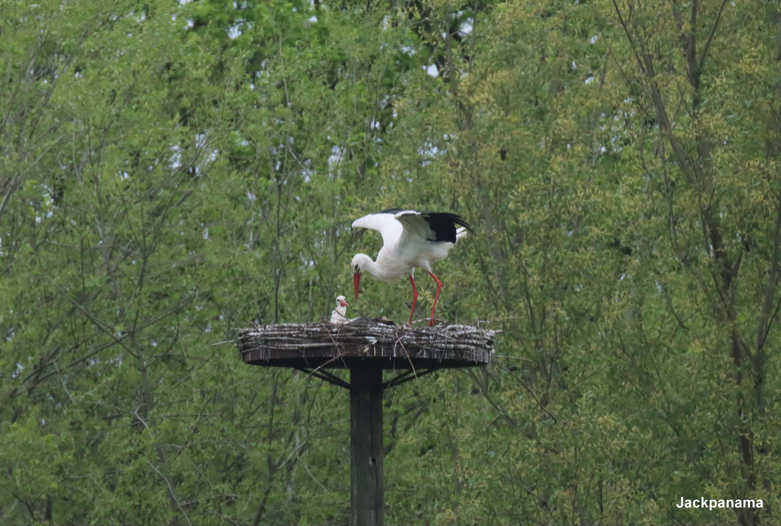 Storch im Nest bei seiner Partnerin