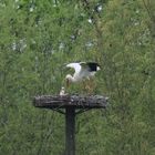 Storch im Nest bei seiner Partnerin