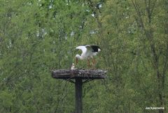 Storch im Nest bei seiner Partnerin