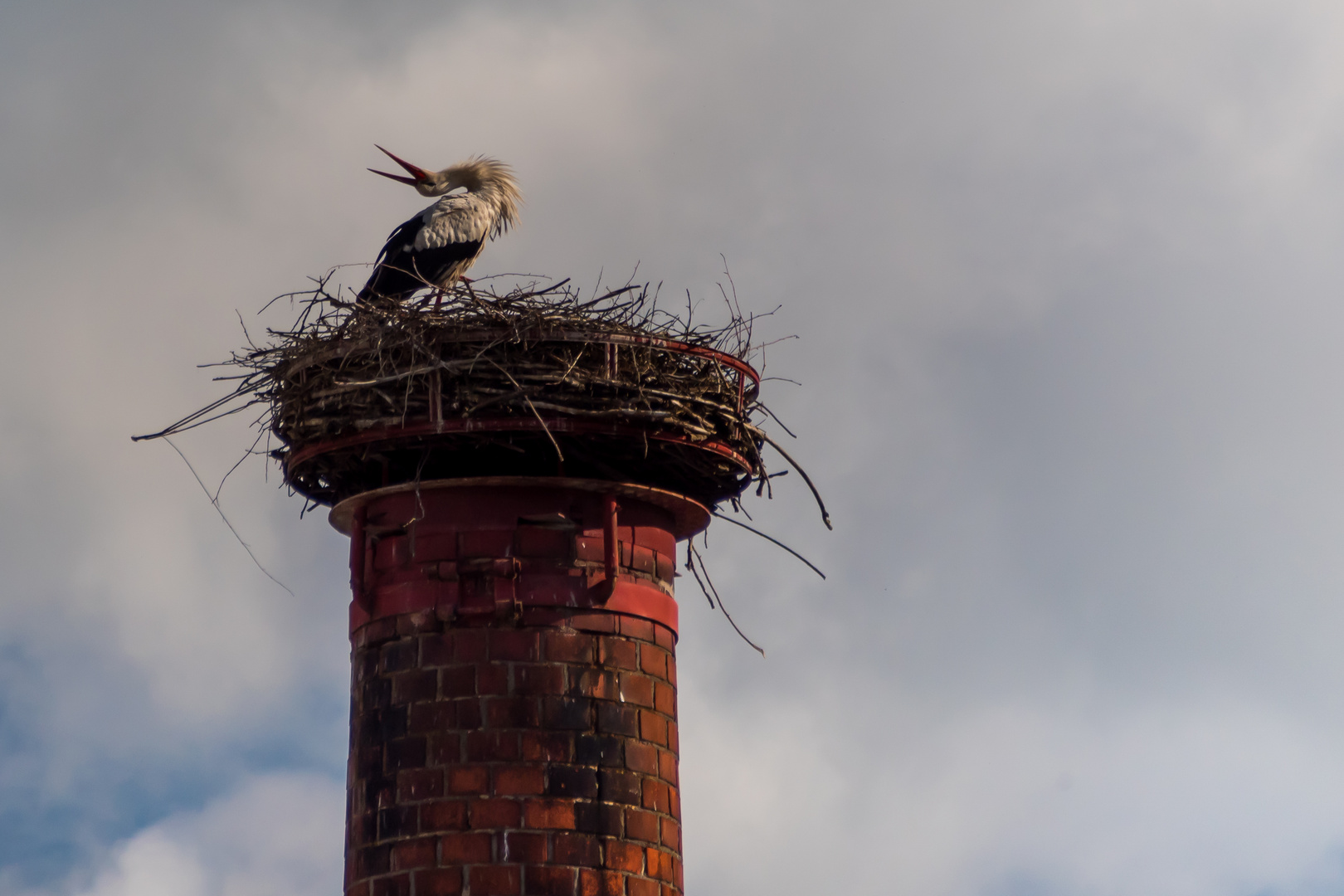 Storch im Nest