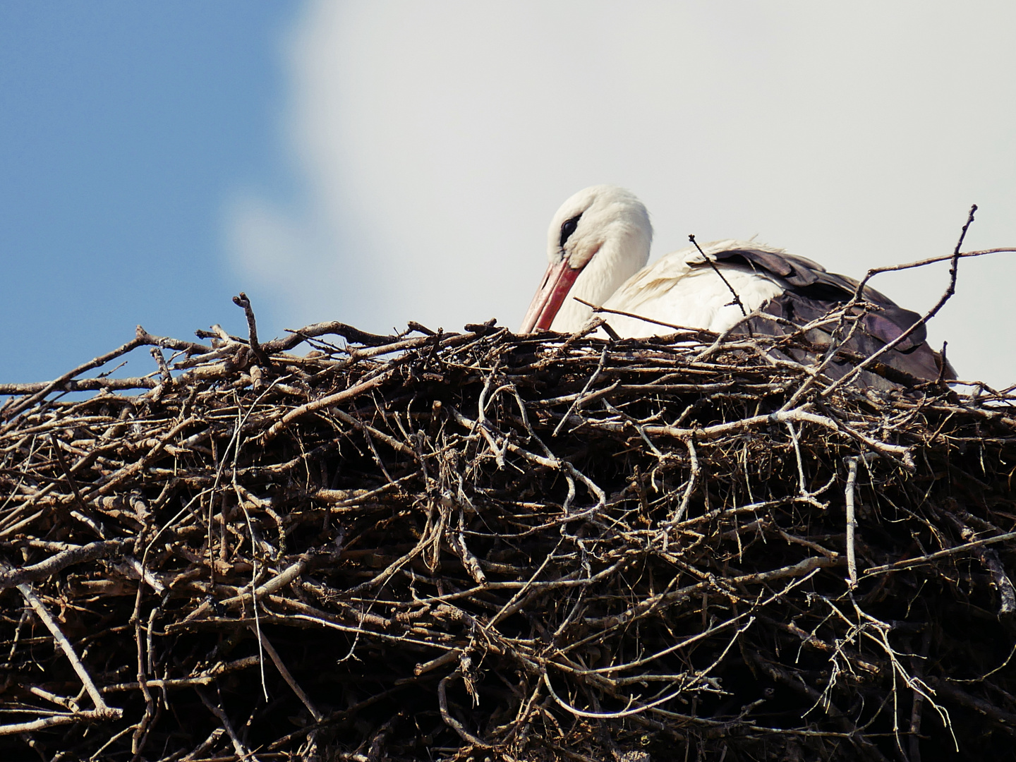 Storch im Nest