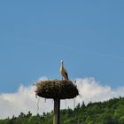 Storch im Nest