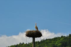 Storch im Nest