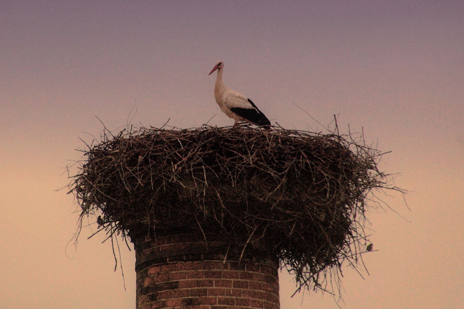 Storch im Nest