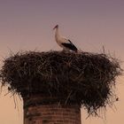 Storch im Nest