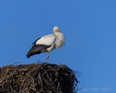 Storch im Nest