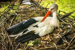 Storch im Nest - Vogelpark Walsrode